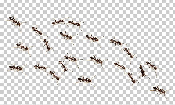 Ants PNG, Clipart, Ants Free PNG Download