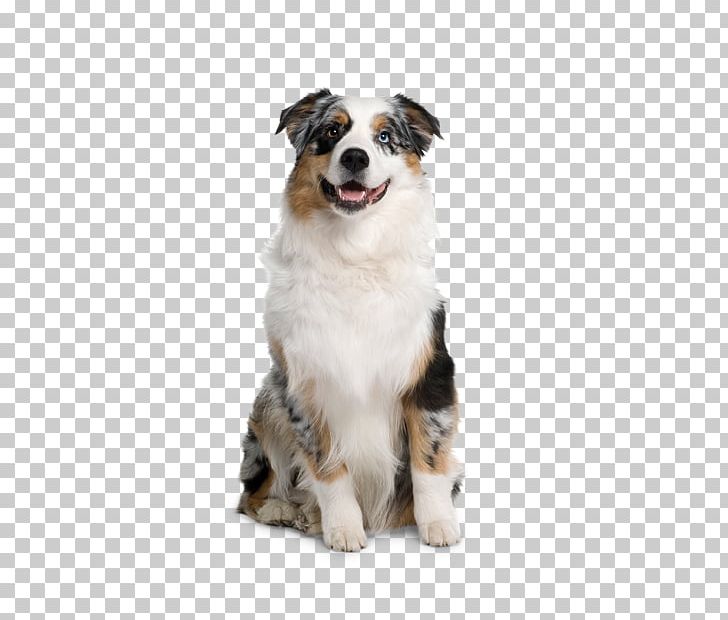 Australian Shepherd Berger Blanc Suisse German Shepherd Puppy Prague Ratter PNG, Clipart, Animals, Australian Shepherd, Bamboo Rice, Berger Blanc Suisse, Breed Free PNG Download