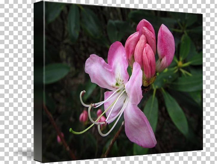 Azalea Lilac Honeysuckle Petal PNG, Clipart, Azalea, Blossom, Flora, Flower, Flowering Plant Free PNG Download