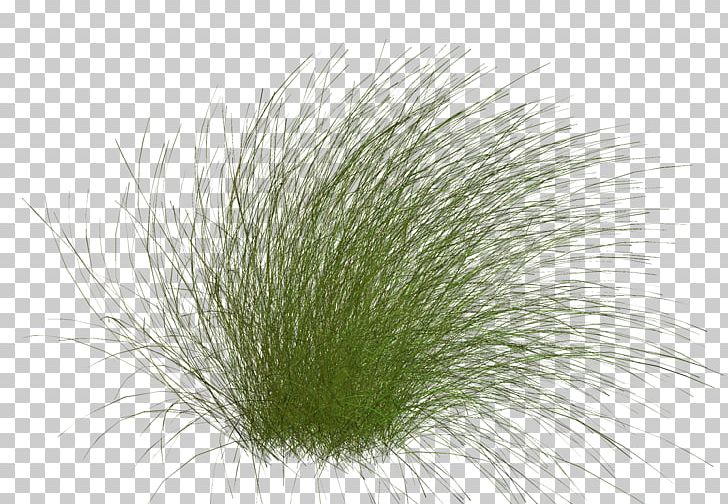 Close-up Grasses Family PNG, Clipart, Closeup, Close Up, Family, Feather, Food Drinks Free PNG Download