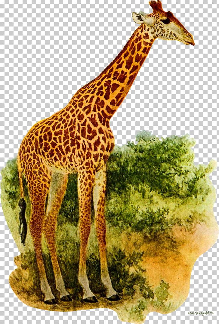 Giraffe Okapi PNG, Clipart, Animal, Animal Figure, Animals, Baby Shower, Camelopardalis Free PNG Download
