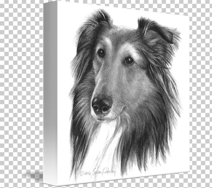 Rough Collie Shetland Sheepdog Silken Windhound Dog Breed Old English Sheepdog PNG, Clipart, Breed, Carnivoran, Collie, Companion Dog, Dog Free PNG Download