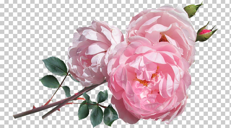 Garden Roses PNG, Clipart, Branch, Camellia, Chinese Peony, Common Peony, Cut Flowers Free PNG Download
