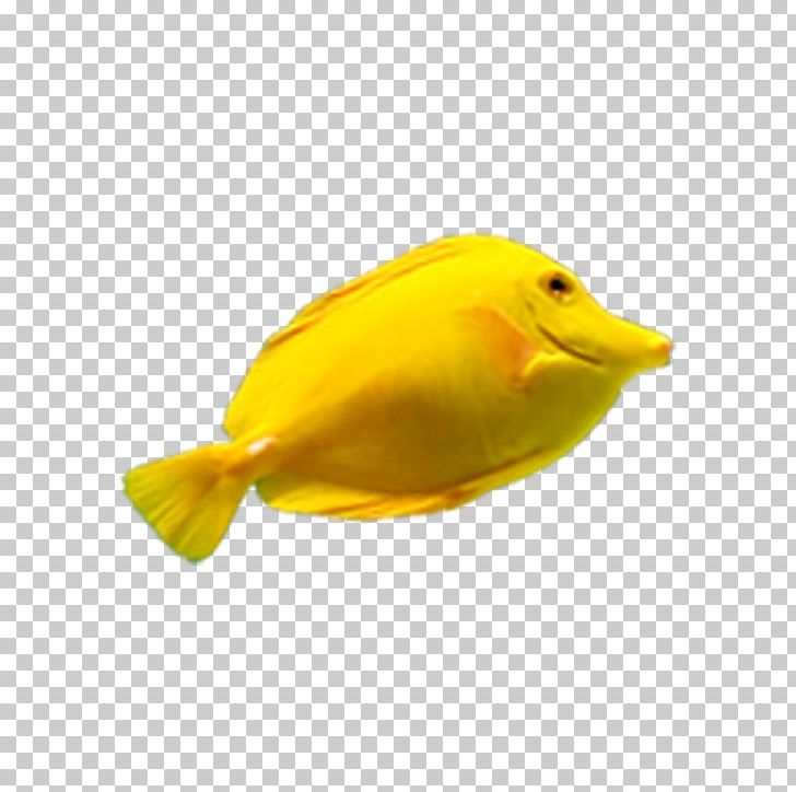 Deep Sea Fish Yellow PNG, Clipart, Animals, Aquarium Fish, Beak, Bird, Deep Sea Free PNG Download