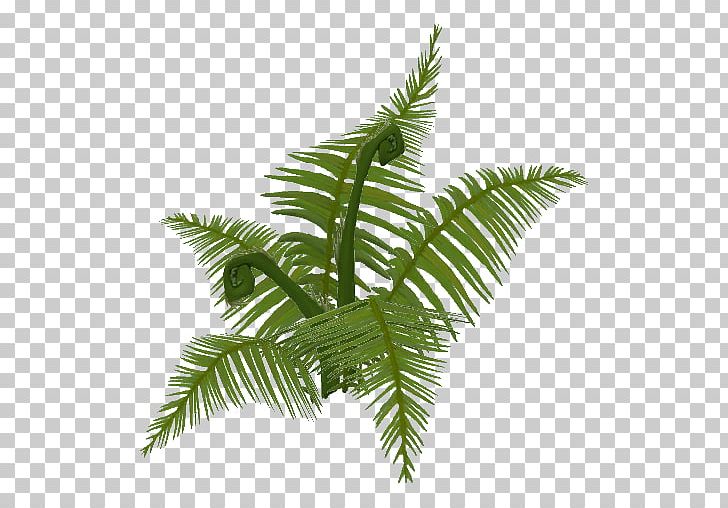 Fern Personality Quiz Arecaceae Date Palm PNG, Clipart, Arecaceae, Arecales, Date Palm, Fern, Ferns And Horsetails Free PNG Download