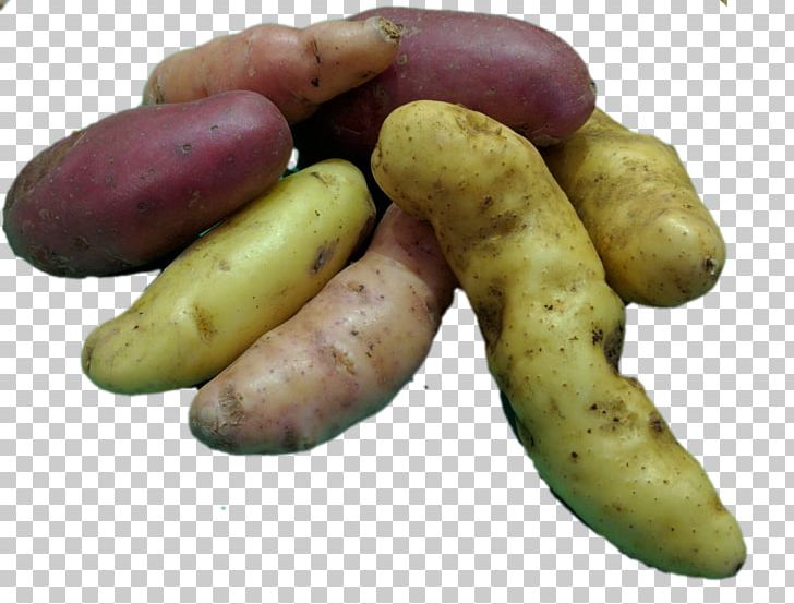 Fingerling Potato Food Root Vegetables PNG, Clipart, Banana, Barbecue, Eagle Creek Seed Potatoes, Fingerling Potato, Flavor Free PNG Download