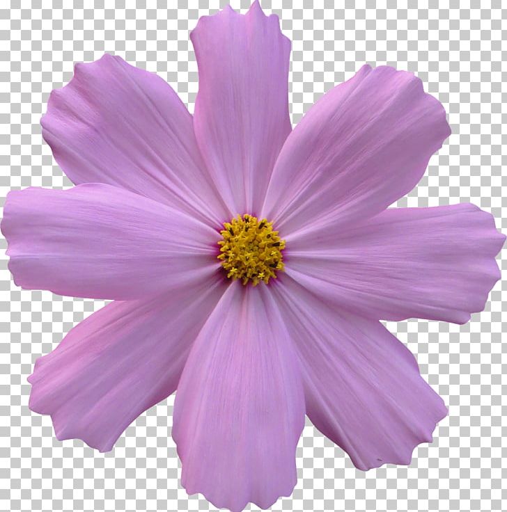 Flower Garden Rose Cosmos PNG, Clipart, Annual Plant, Aster, Common Daisy, Cosmos, Daisy Family Free PNG Download