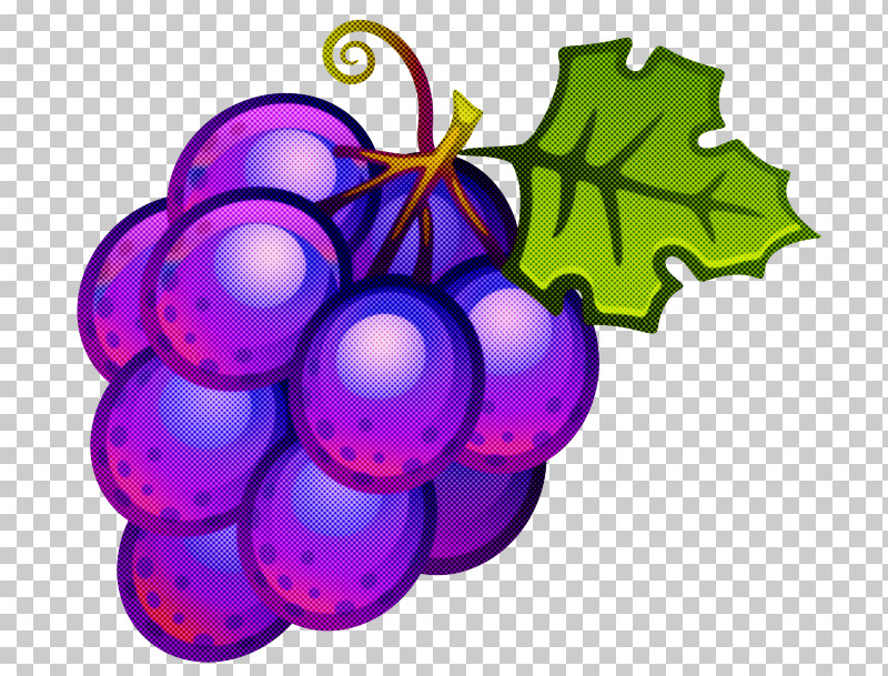 Grape Grapevine Family Purple Violet Vitis PNG, Clipart, Fruit, Grape, Grapevine Family, Ornament, Plant Free PNG Download