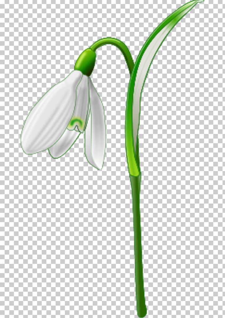 Galanthus Nivalis Computer Icons PNG, Clipart, Computer Icons, Download, Flower, Flowering Plant, Free Content Free PNG Download
