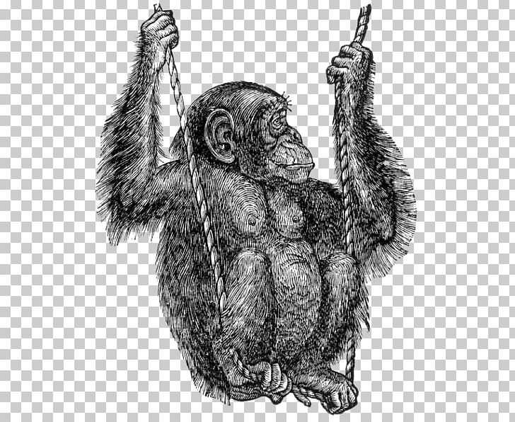 Gorilla Common Chimpanzee PNG, Clipart, Ape, Art, Avatar, Black And White, Chimpanzee Free PNG Download