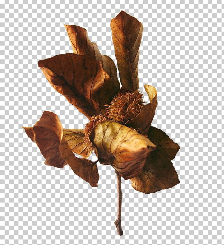 Leaf PhotoScape GIMP Blog PNG, Clipart, Auglis, Autumn, Blog, Fall Leaves, Flower Free PNG Download