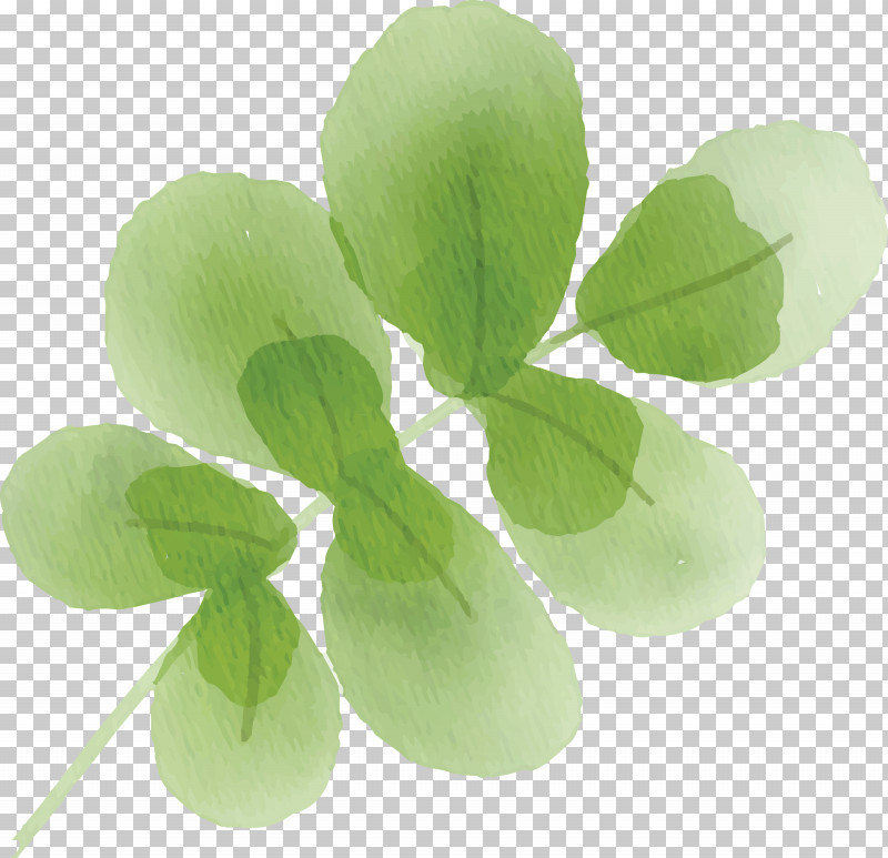 Green Leaf Plant Flower Petal PNG, Clipart, Flower, Green, Leaf, Petal, Plant Free PNG Download