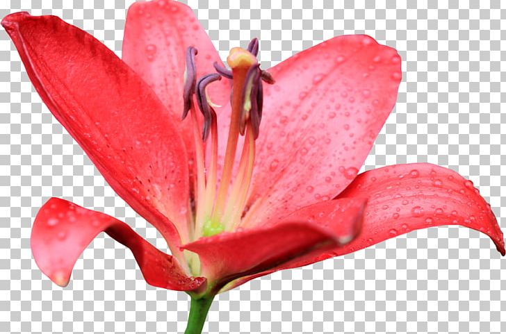 Flower Tiger Lily Easter Lily Petal PNG, Clipart, Arumlily, Callalily, Closeup, Darkest Hour, Daylily Free PNG Download