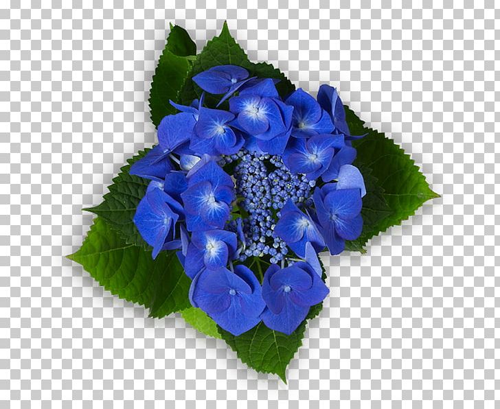 Hydrangea Floral Design Cut Flowers Petal PNG, Clipart, Annual Plant, Blue, Cornales, Cut Flowers, Floral Design Free PNG Download