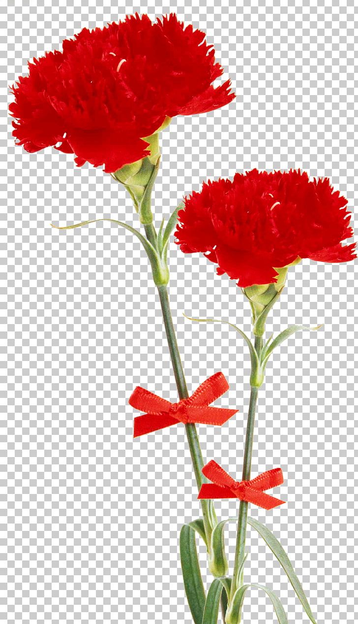Desktop Flower PNG, Clipart, Annual Plant, Carnation, Computer Icons, Cut Flowers, Desktop Wallpaper Free PNG Download