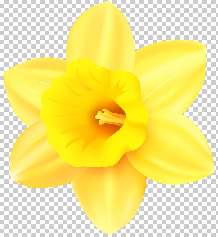 Narcissus Yellow Petal PNG, Clipart, Amaryllis, Amaryllis Family, Clip Art, Clipart, Daffodil Free PNG Download