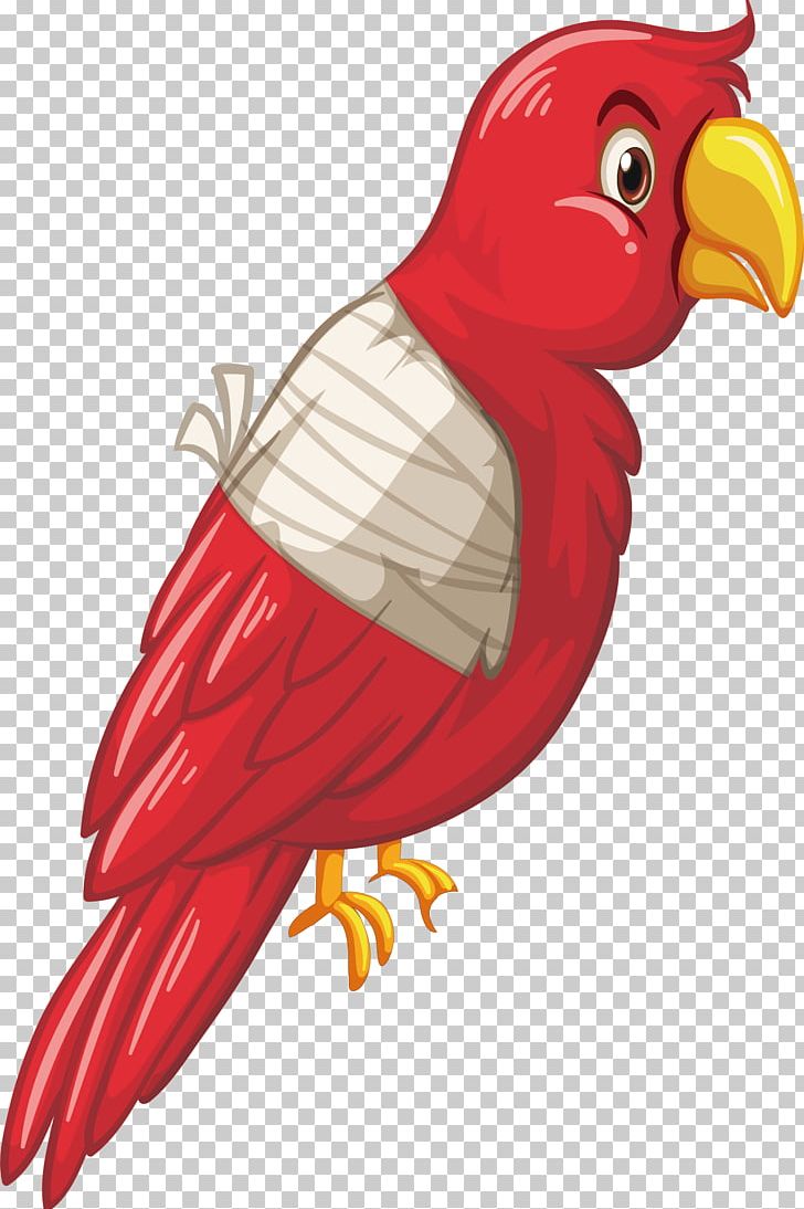 Parrot Bird PNG, Clipart, Animals, Bird, Cartoon, Chicken, Feather Free PNG Download