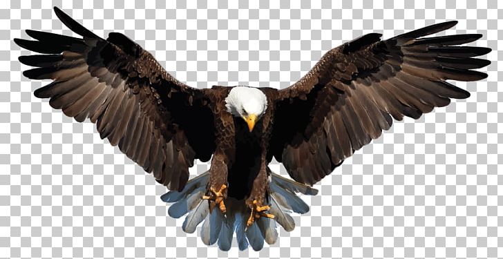 Bald Eagle White-tailed Eagle Drawing PNG, Clipart, Accipitriformes, Animals, Bald Eagle, Beak, Bird Free PNG Download