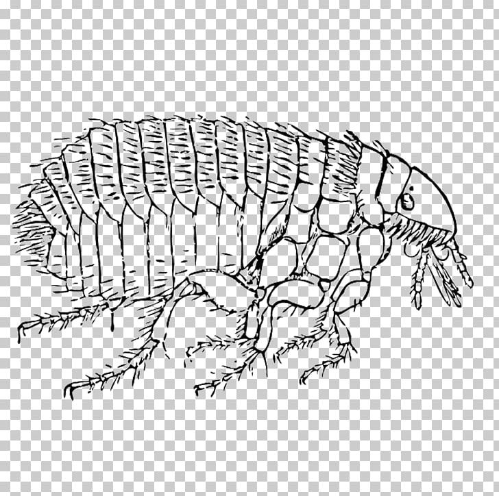 Cat Flea PNG, Clipart, Area, Art, Black, Black And White, Carnivoran Free PNG Download