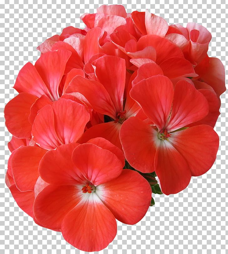 Crane's-bill Sweet Scented Geranium Company Annual Plant PNG, Clipart, Annual Plant, Company, Others, Scented Geranium Free PNG Download