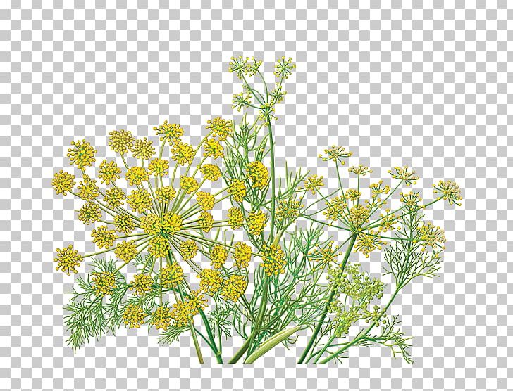 Herbal Tea Organic Food Fennel Tea Bag PNG, Clipart, Anise, Anthriscus, Caffeine, Caraway, Cow Parsley Free PNG Download