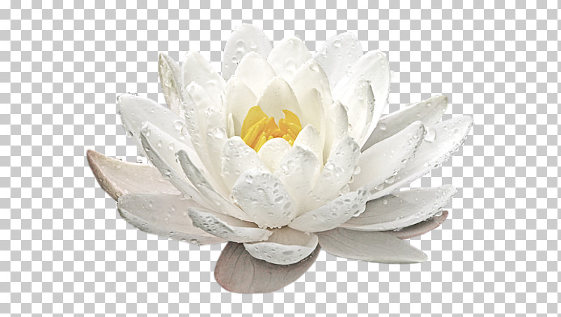 Artificial Flower PNG, Clipart, Aquatic Plant, Artificial Flower, Candle, Flower, Fragrant White Water Lily Free PNG Download