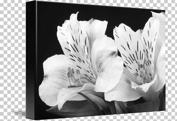 Black And White Light Photography Monochrome PNG, Clipart, Black, Black And White, Blue, Botanic Black, Color Free PNG Download