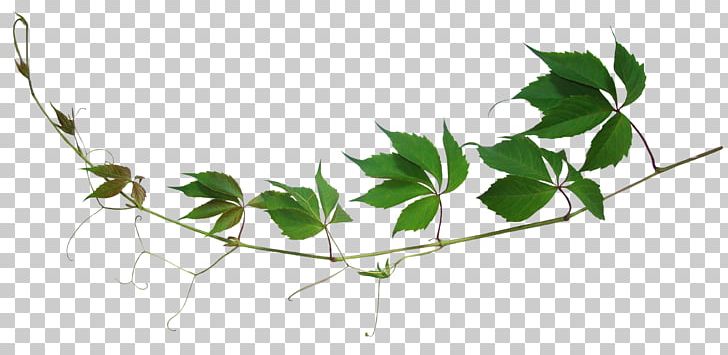 Branch Leaf PNG, Clipart, Branch, Computer Icons, Download, Encapsulated Postscript, Flora Free PNG Download