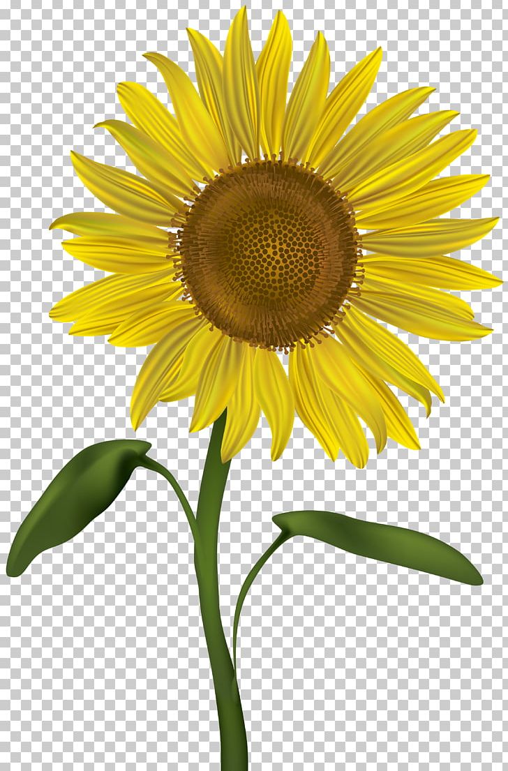 Common Sunflower PNG, Clipart, Asterales, Common Sunflower, Computer Icons, Daisy Family, Flower Free PNG Download