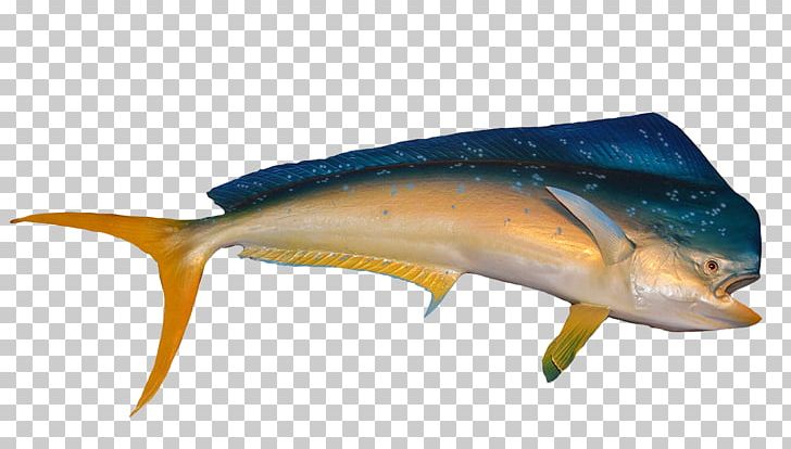 Dolphin Porpoise Mahi-mahi Fishing Mahi-mahi Fishing PNG, Clipart, Animals, Bony Fish, Cetacea, Cobia, Desktop Wallpaper Free PNG Download