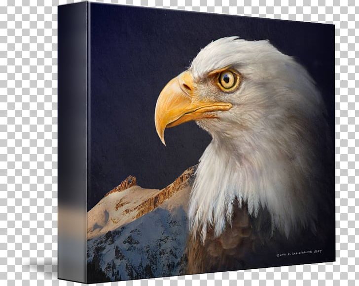 Bald Eagle Painting Art Beak PNG, Clipart, Accipitriformes, Art, Bald Eagle, Beak, Bird Free PNG Download