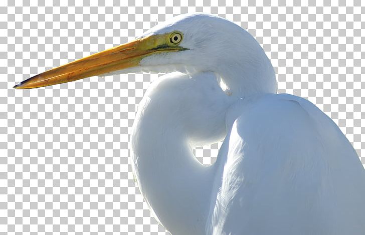 Crane Egret Goose Bird Duck PNG, Clipart, Beak, Bird, Bird Migration, Crane, Crane Bird Free PNG Download