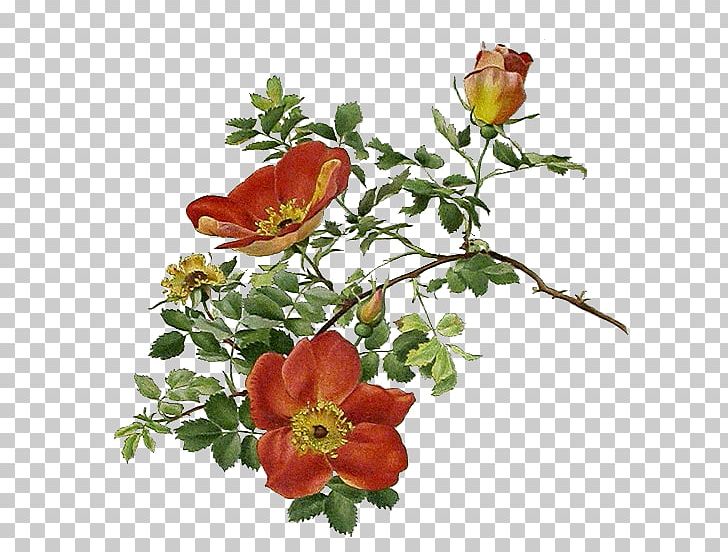Garden Roses 花朵的秘密生命: 一朵花的自然史 Decoupage Flower PNG, Clipart, Annual Plant, Chrysanths, Cut Flowers, Decoupage, Drawing Free PNG Download