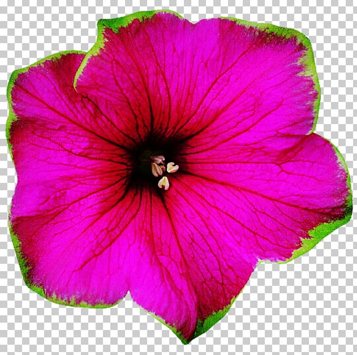 Rosemallows Violet Magenta Annual Plant Herbaceous Plant PNG, Clipart, Annual Plant, Closeup, Family, Flower, Flowering Plant Free PNG Download