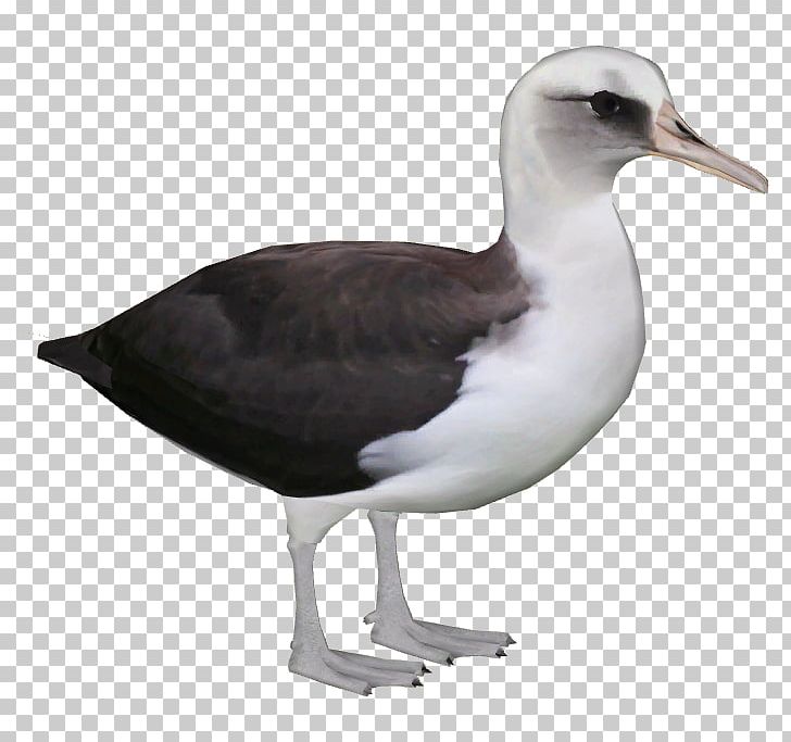 Shorebirds Gulls Great Black-backed Gull European Herring Gull PNG, Clipart, Albatross, Animal, Animals, Beak, Bird Free PNG Download