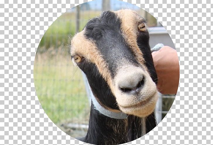 American Lamancha Goat Gothberg Farms LLC Bow Sheep PNG, Clipart, Agricultural Land, American Lamancha Goat, Animal, Bow, Breed Free PNG Download
