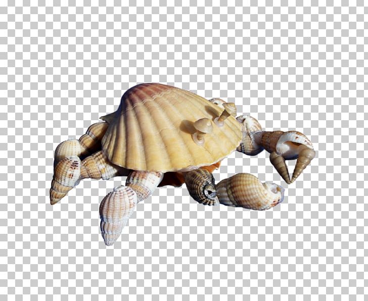 Box Turtles Tortoise .net PNG, Clipart, Blog, Box Turtle, Box Turtles, Emydidae, Figurine Free PNG Download