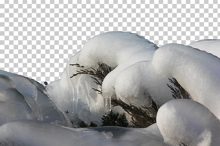 Clear Ice Landscape PNG, Clipart, Background Effects, Beak, Bird, Branches, Clear Ice Free PNG Download