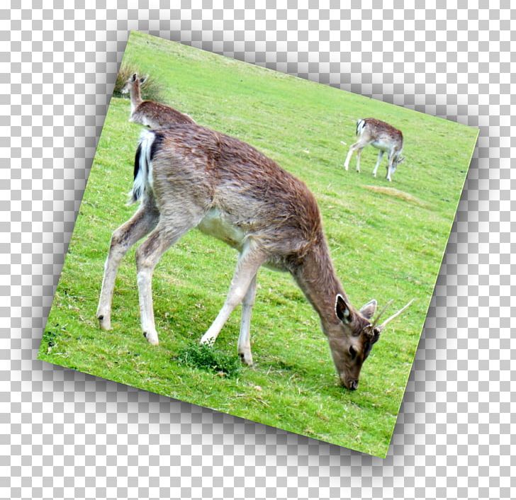 White-tailed Deer Reindeer Antelope Antler PNG, Clipart, Animal, Antelope, Antler, Cartoon, Deer Free PNG Download