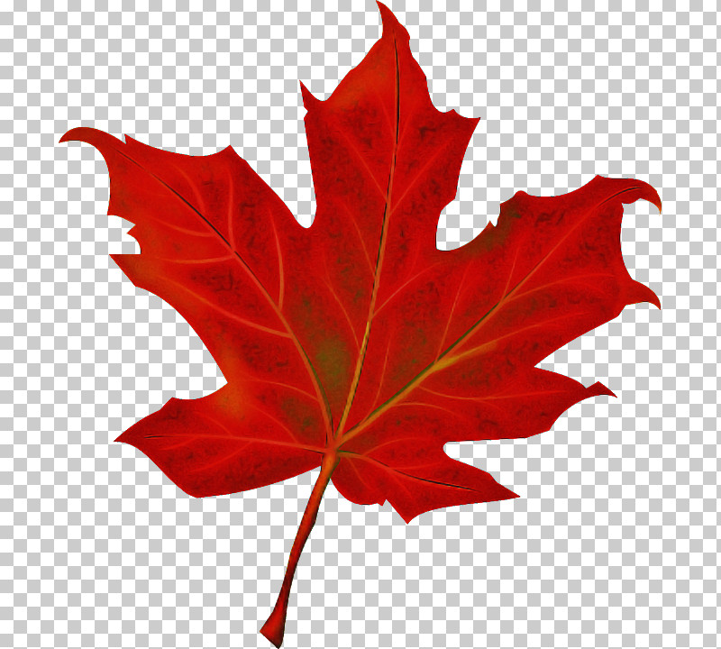 Maple Leaf PNG, Clipart, Black Maple, Flower, Leaf, Maple, Maple Leaf Free PNG Download