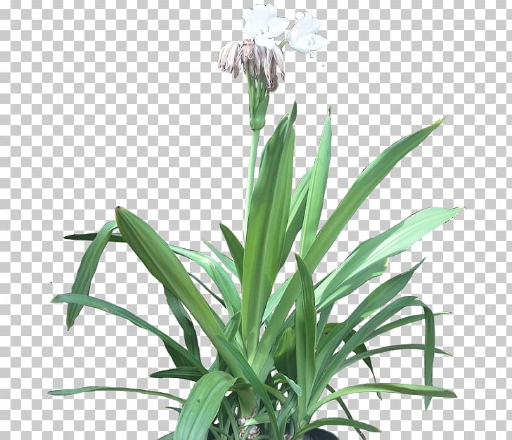 Beach Spider Lily Embryophyta Flowerpot Houseplant PNG, Clipart, Beach, Crinum, Embryophyta, Flower, Flowering Plant Free PNG Download