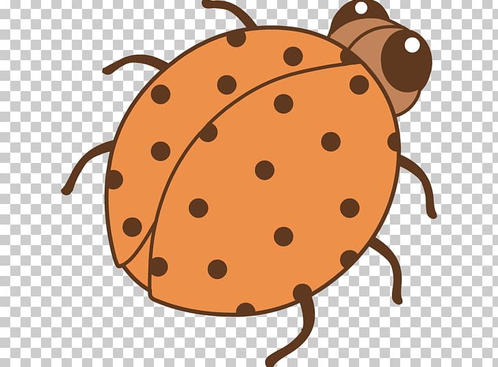 Color Ladybird Beetle Orange PNG, Clipart, Beetle, Carrot, Color, Drawing, Food Free PNG Download