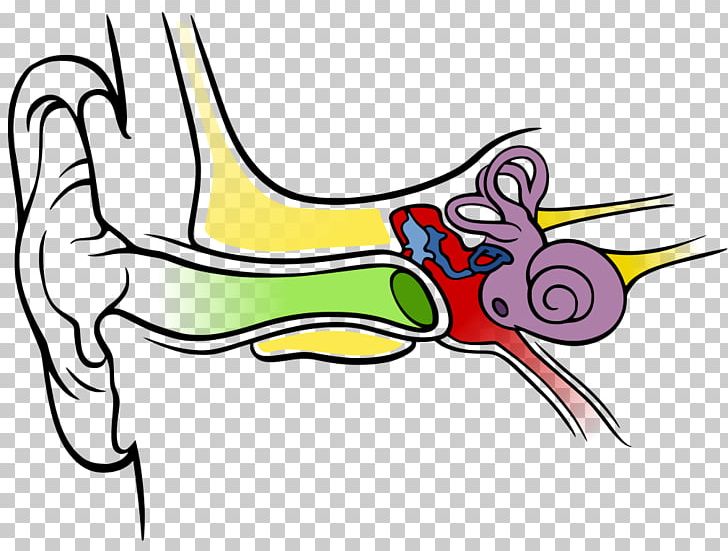 Inner Ear Diagram Outer Ear Hearing PNG, Clipart, Anatomy, Area, Art, Artwork, Beak Free PNG Download