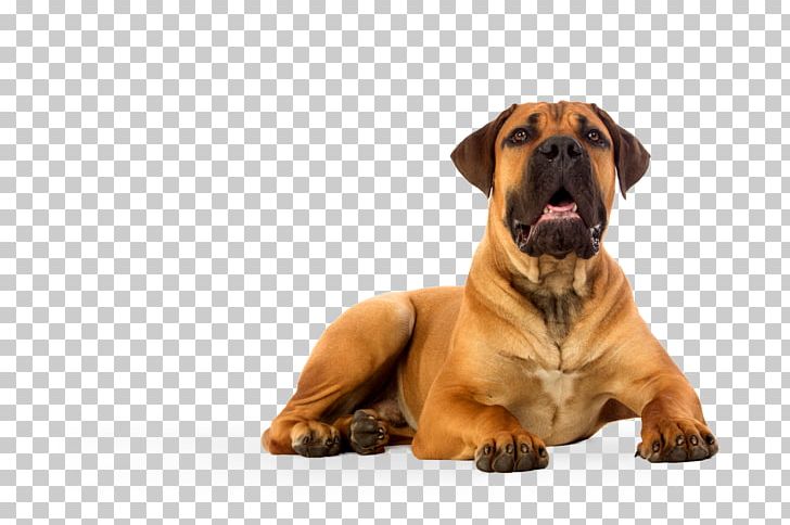 Boerboel Puppy English Mastiff Africanis Stock Photography PNG, Clipart, Africanis, Animals, Boerboel, Breed, Bullmastiff Free PNG Download