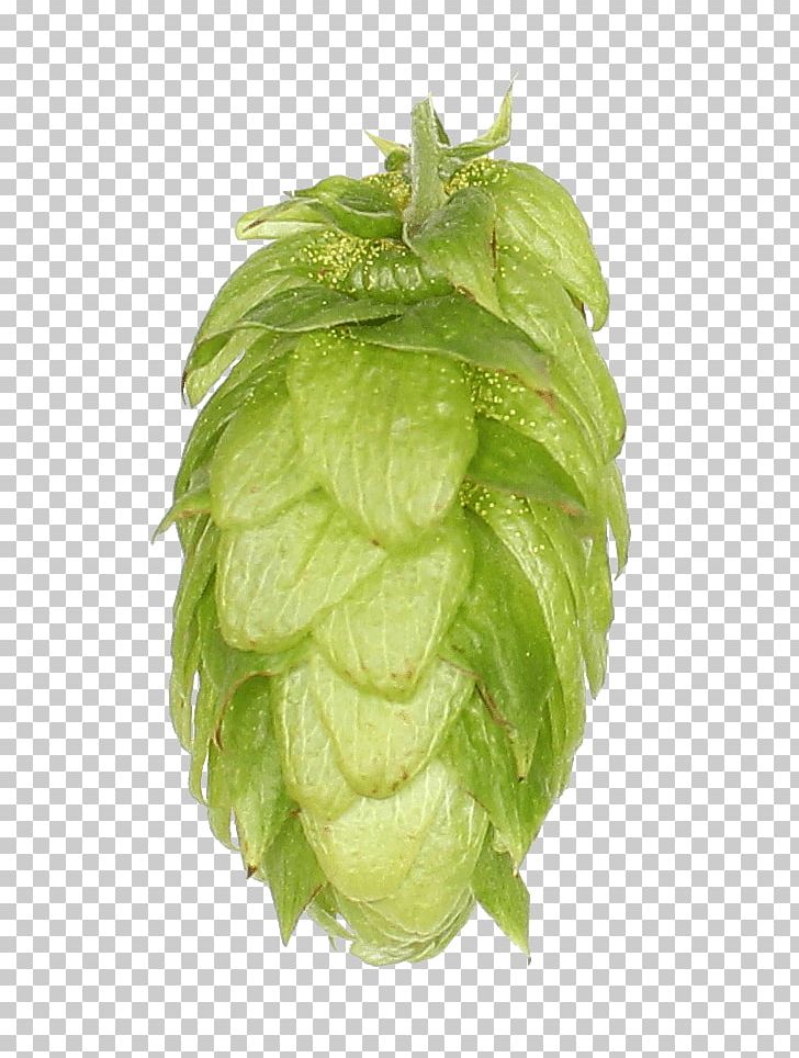 Common Hop Hops Romaine Lettuce Cohumulone Alpha Acid PNG, Clipart, Alpha Acid, Bitterness, Cohumulone, Common Hop, Hops Free PNG Download