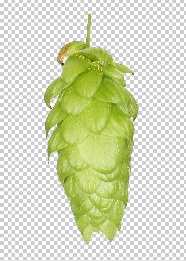 Common Hop Leaf Fruit Hops PNG, Clipart, Common Hop, Cone Steiner, Fruit, Hops, Humulus Lupulus Free PNG Download