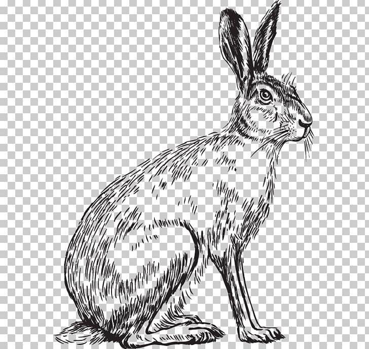 Domestic Rabbit Hare Whiskers Dog Sketch PNG, Clipart, Animal, Animals, Artwork, Black And White, Canidae Free PNG Download