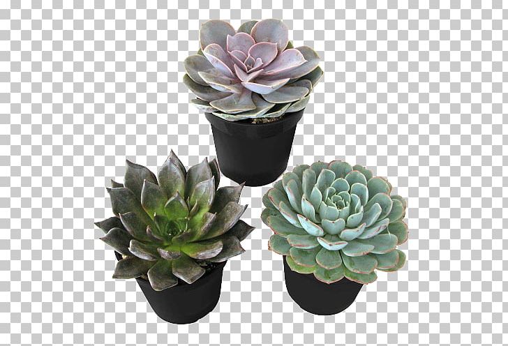 Molded Wax Agave Succulent Plant Cactaceae Houseplant PNG, Clipart, Agave, Cactaceae, Desert, Desert Rose, Echeveria Free PNG Download