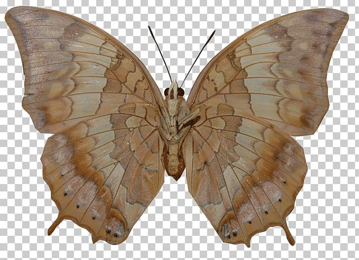 Butterfly Nymphalidae Insect Charaxes Bernardus PNG, Clipart, Arthropod, Asian Palmyra Palm, Bombycidae, Brush Footed Butterfly, Butterflies And Moths Free PNG Download