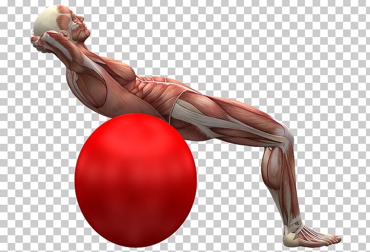 Exercise Balls Core Stability Abdominal Exercise PNG, Clipart, Abdomen, Arm, Back, Balance, Exercise Free PNG Download